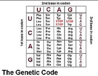 How To Use A Codon Chart